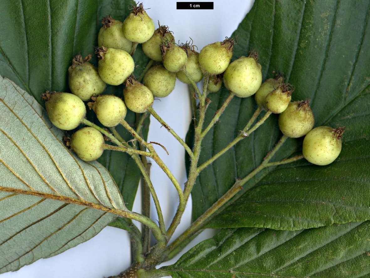 High resolution image: Family: Rosaceae - Genus: Sorbus - Taxon: atrosanguinea